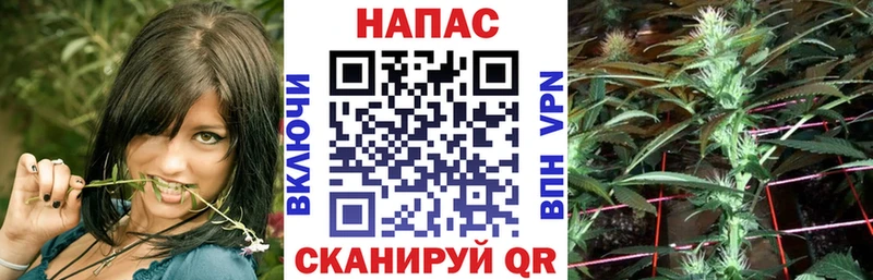 Конопля конопля  Энгельс 